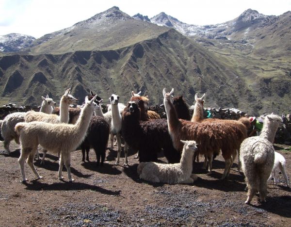 Alpaca wollen sjaals in de najaarscollectie